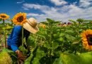 Tonalá el principal productor de flores en Jalisco