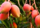 Sader Promueve Sanidad del Mango en Cihuatlán