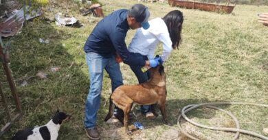 Alertan de Casos de Gusano Barrenador en Mascotas