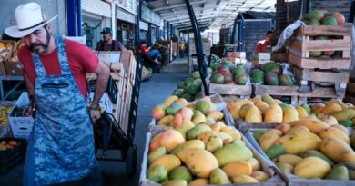 Impulsa Jalisco Plan Integral para fortalecer la sanidad del mango