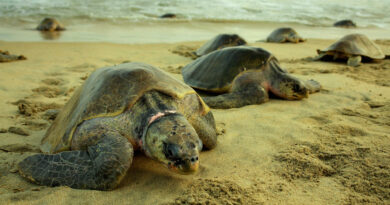Promueve La Huerta Cuidado de Tortuga Marina Promueve La Huerta Cuidado de Tortuga Marina